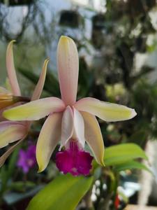 Cattleya intermedia