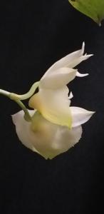 Catasetum pileatum var. album