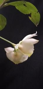 Catasetum pileatum var. album