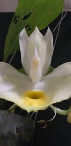 Catasetum pileatum