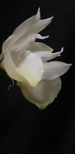 Catasetum pileatum var. album