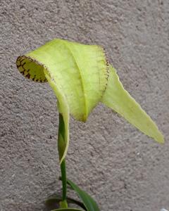 Bulbophyllum grandiflorum
