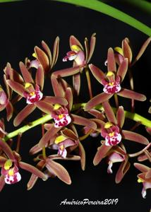 Cymbidium floribundum