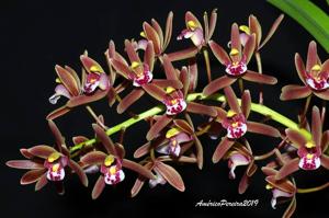 Cymbidium floribundum