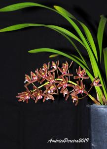 Cymbidium floribundum