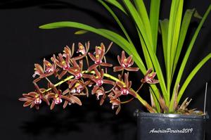 Cymbidium floribundum