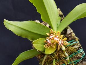 Gastrochilus patinatus