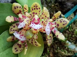 Gastrochilus patinatus