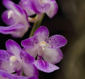 Aerides krabiensis