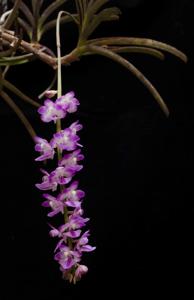 Aerides krabiensis