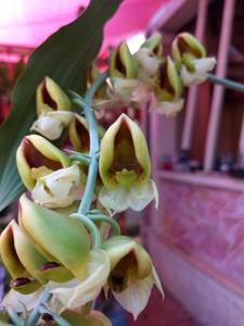 Catasetum rooseveltianum