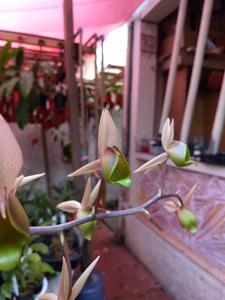 Catasetum fuchsii