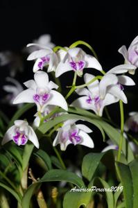 Dendrobium kingianum