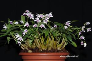 Dendrobium kingianum