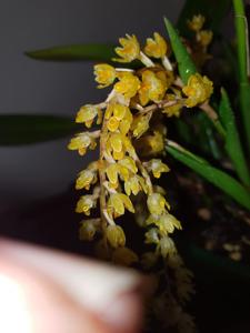 Coelogyne cobbiana