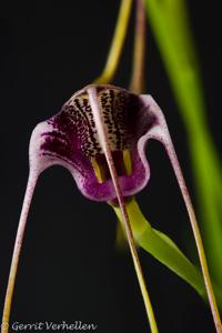 Masdevallia hieroglyphica