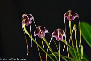 Masdevallia hieroglyphica