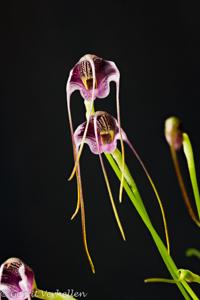 Masdevallia hieroglyphica