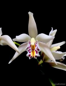 Cymbidium sanderae