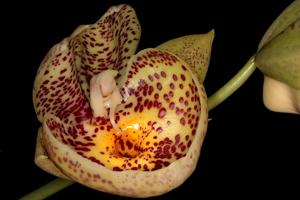 Catasetum pileatum