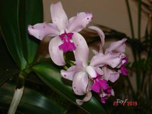 Cattleya amethystoglossa