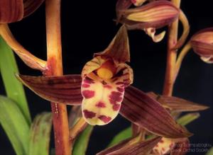 Cymbidium sinense