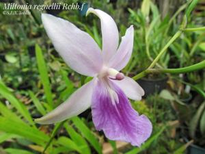 Miltonia regnellii