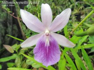 Miltonia regnellii