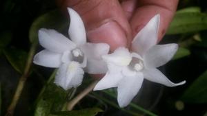 Dendrobium crumenatum