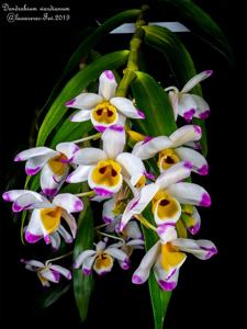 Dendrobium wardianum