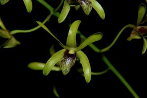 Dendrobium calophyllum