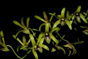 Dendrobium calophyllum