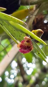 Oxystophyllum carnosum