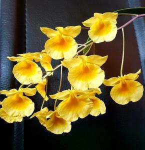 Dendrobium lindleyi
