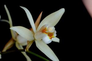 Coelogyne flaccida