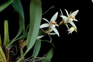 Coelogyne flaccida