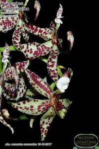 Cycnoches pentadactylon