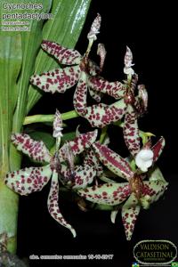 Cycnoches pentadactylon