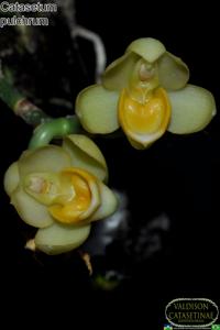Catasetum pulchrum