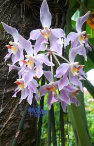 Paraphalaenopsis laycockii