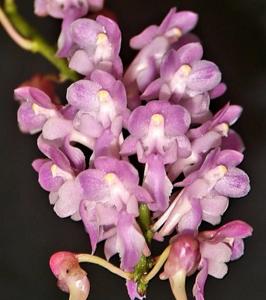 Aerides augustiana