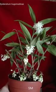 Epidendrum hugomedinae