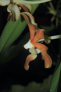 Vanda brunnea