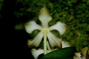 Vanda brunnea