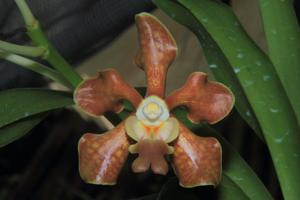 Vanda brunnea