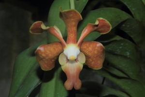 Vanda brunnea