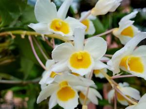 Dendrobium palpebrae