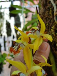 Coelogyne lentiginosa