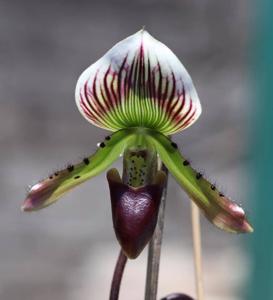 Paphiopedilum callosum