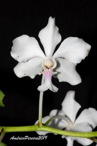 Vanda javierae